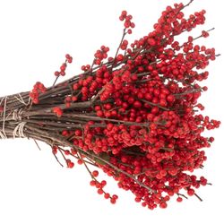Ilex rot Mag Times 30cm