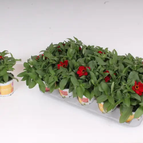 Zinnia rot T12 H30