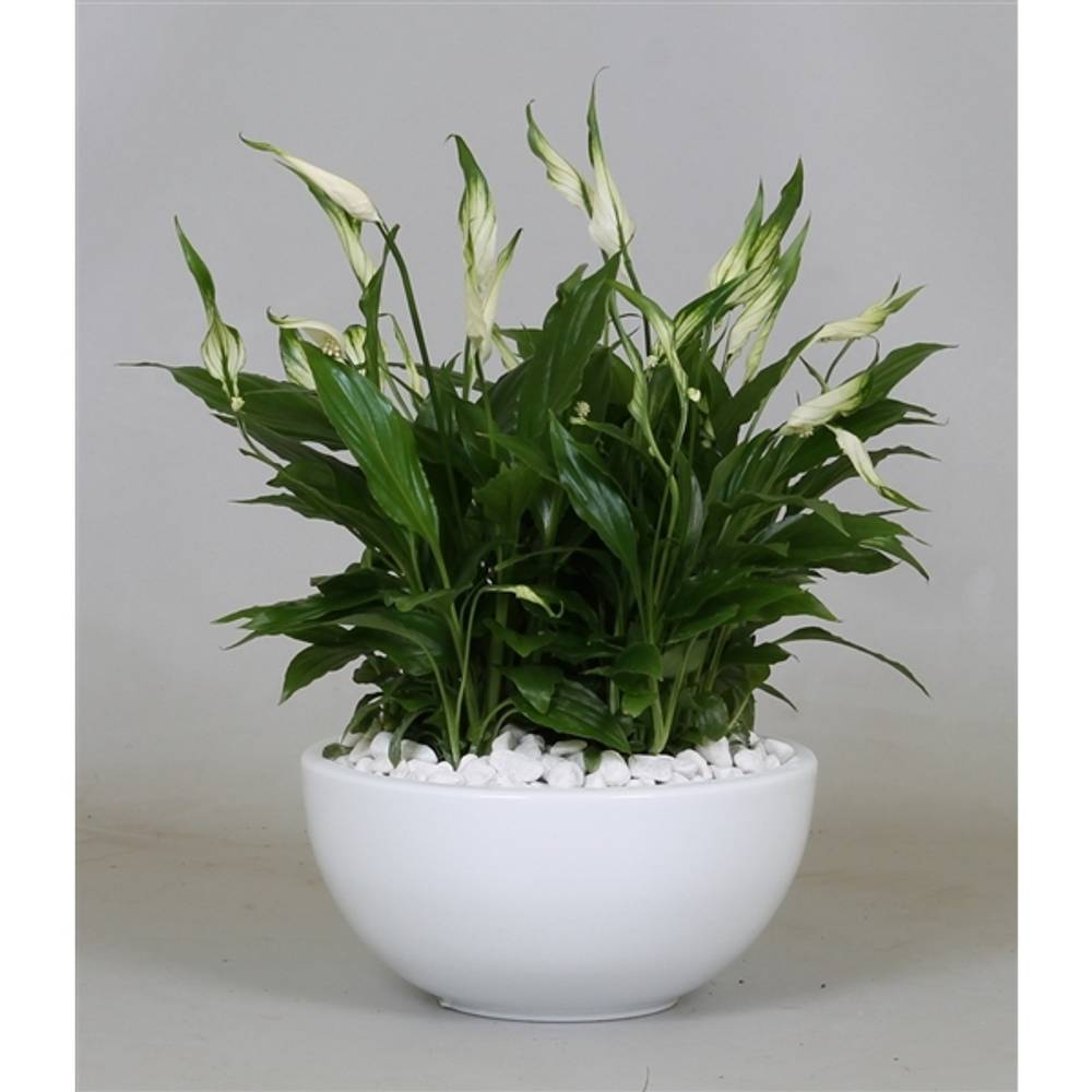 Spath.Bertoni T19 H35 Schale