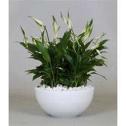 Spath.Bertoni T19 H35 Schale