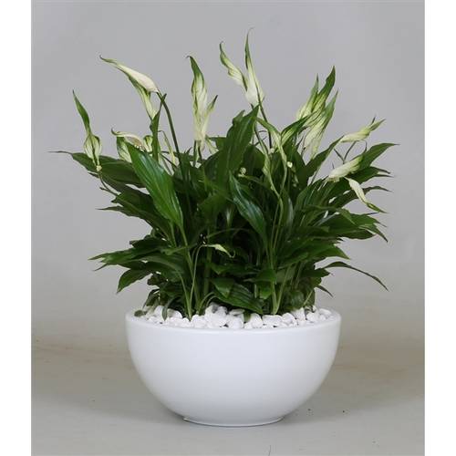 Spath.Bertoni T19 H35 Schale