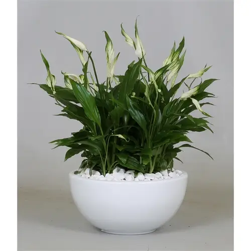 Spath.Bertoni T19 H35 Schale