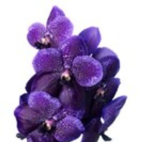 Vanda blau Lilac Aubergine X8 Stiele