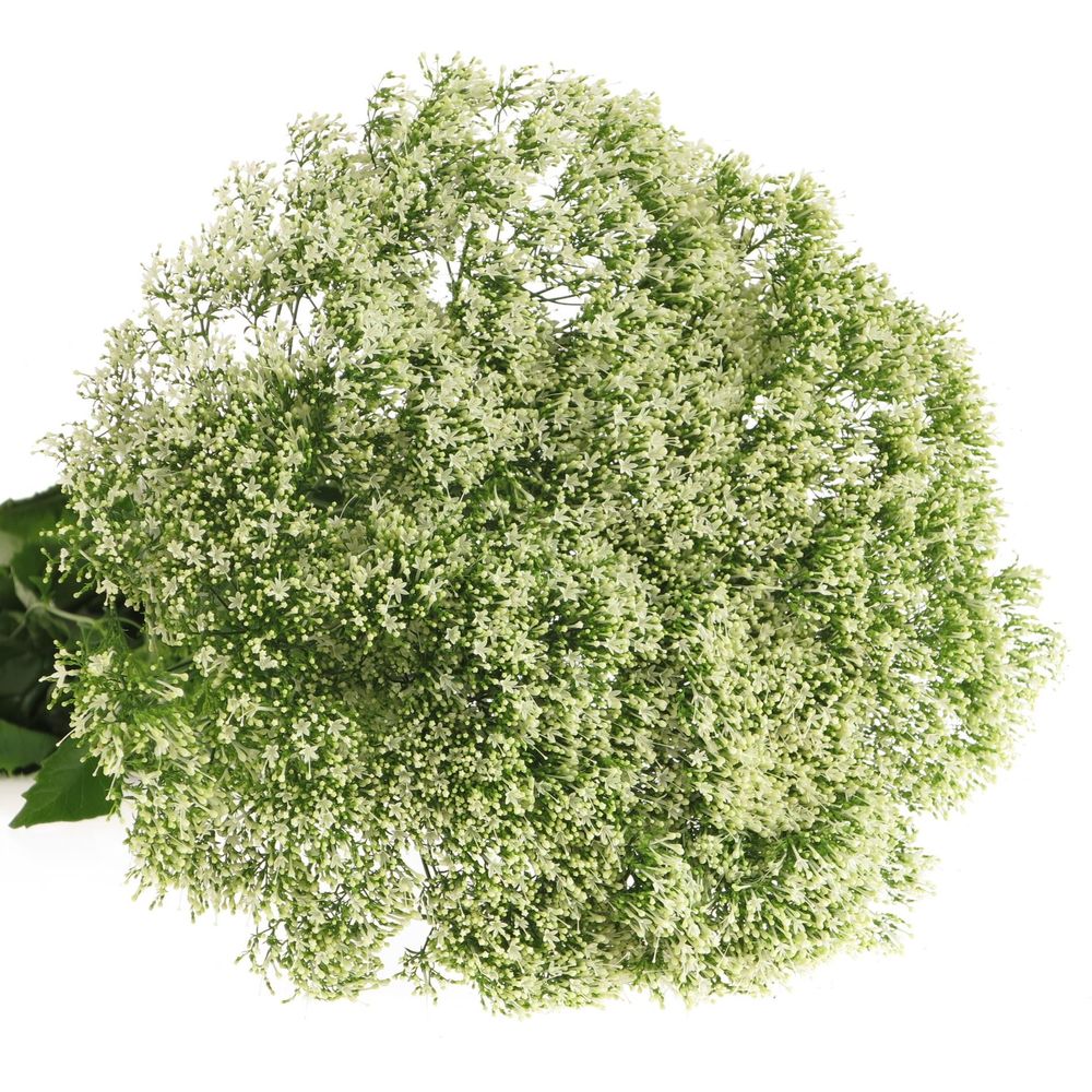 Tragelium weiss NL 70cm