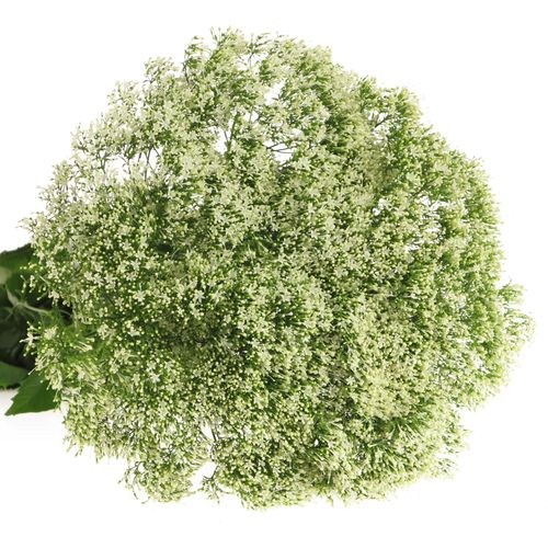 Tragelium weiss NL 70cm