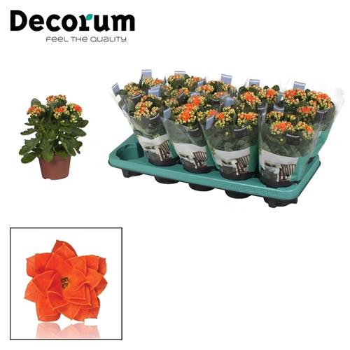 Kal.Gef. orange T10,5 H23
