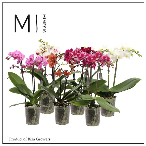 Phal.2-R Multi mix T09 H040