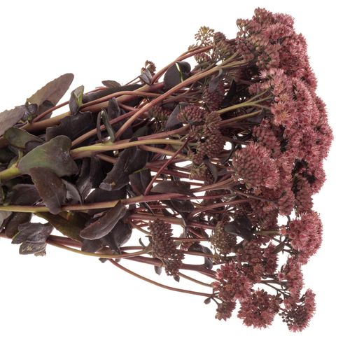 Sedum lila Purple Emperor 45cm
