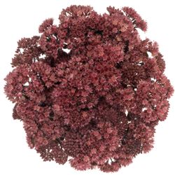 Sedum lila Purple Emperor 45cm