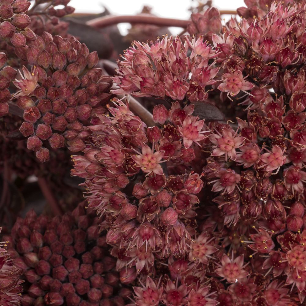 Sedum lila Purple Emperor 45cm