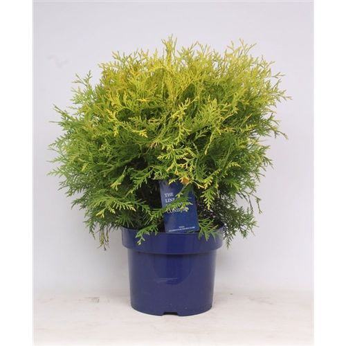 Thuja Occidentalis Globe Golden T23 H050