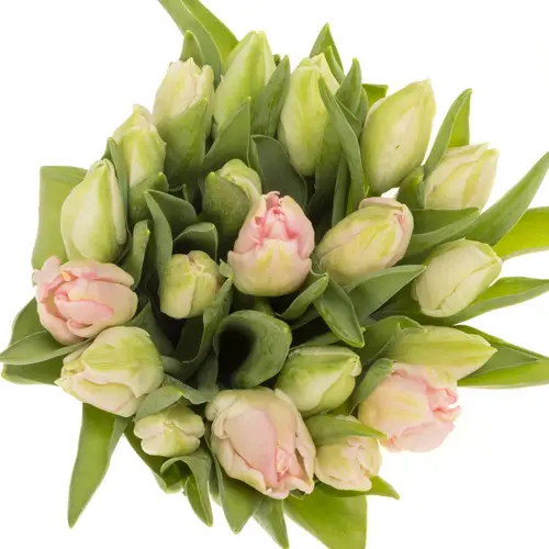 Tulpe hell rosa/creme parrot Zambesi 36 Gramm