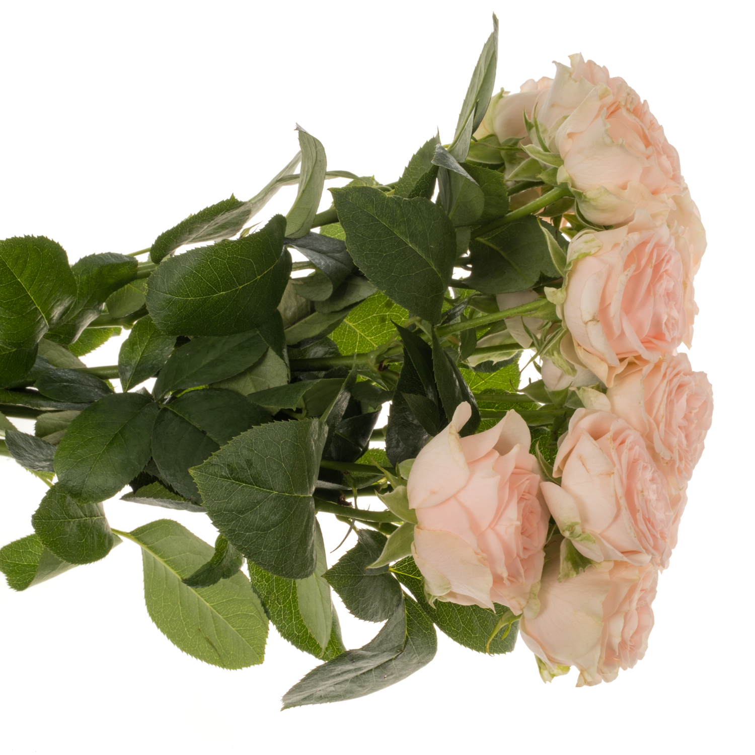 Rose verzweigt creme Sweet Sofie 5+Blüte 50cm