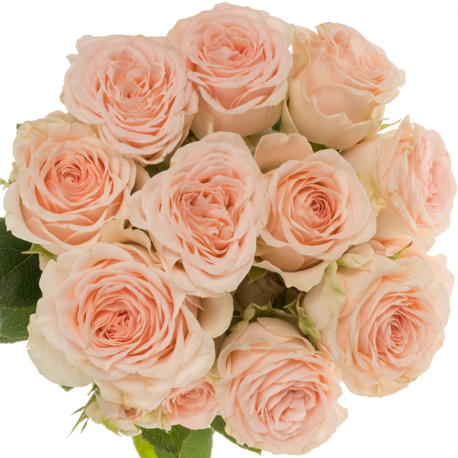 Rose verzweigt creme Sweet Sofie 5+Blüte 50cm