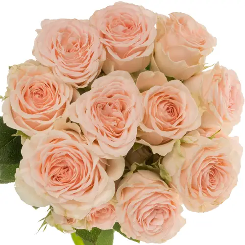 Rose verzweigt creme Sweet Sofie 5+Blüte 50cm