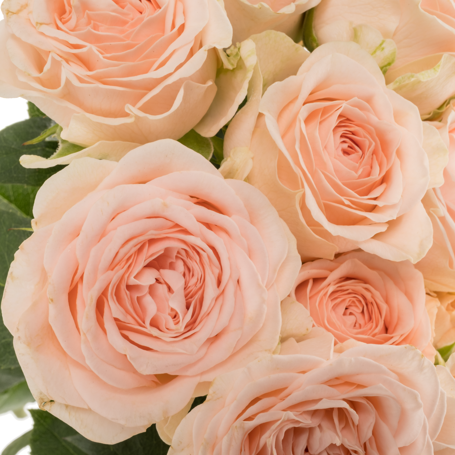 Rose verzweigt creme Sweet Sofie 5+Blüte 50cm