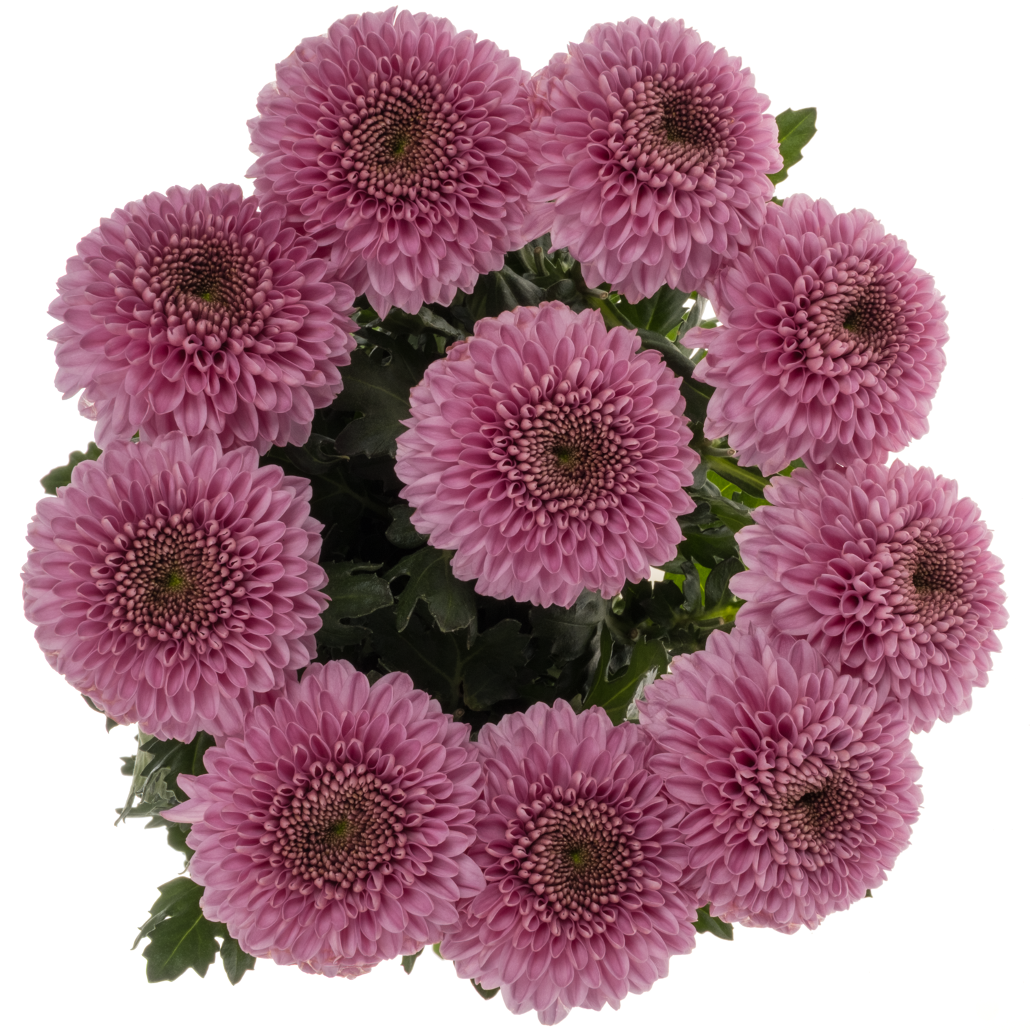 Chrys.Deko lila WZ13 neu !! 75Gramm 70cm