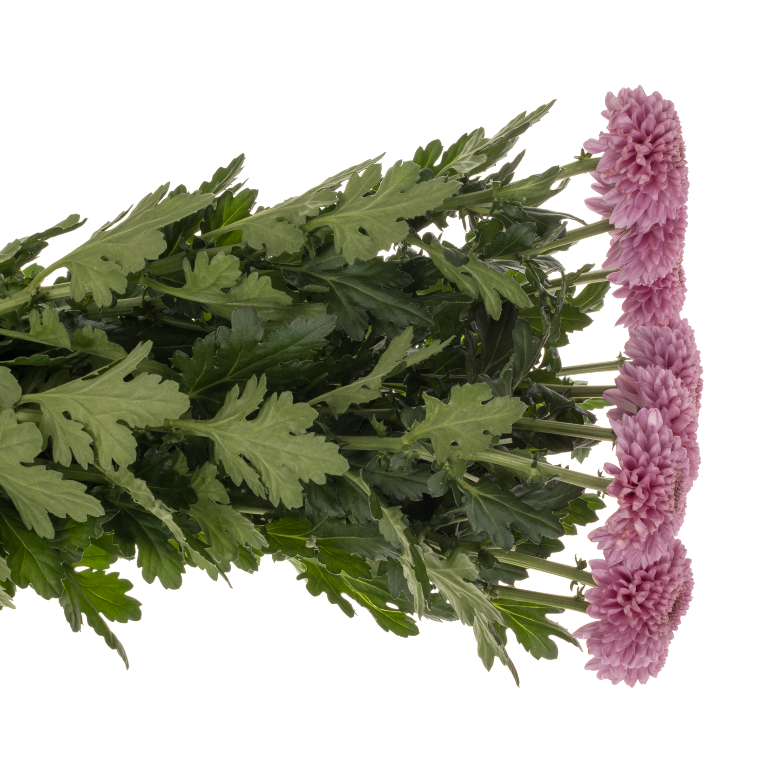 Chrys.Deko lila WZ13 neu !! 75Gramm 70cm