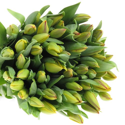 Tulpe gelb/rot Washington 28 Gramm