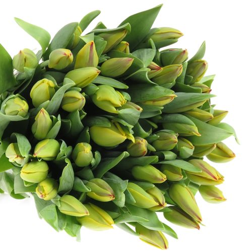 Tulpe gelb/rot Washington 28 Gramm