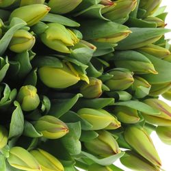 Tulpe gelb/rot Washington 28 Gramm