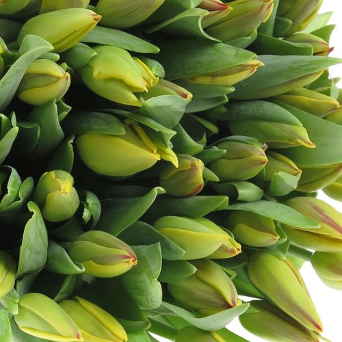 Tulpe gelb/rot Washington 28 Gramm