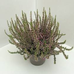 Calluna GG rosa T11 H020