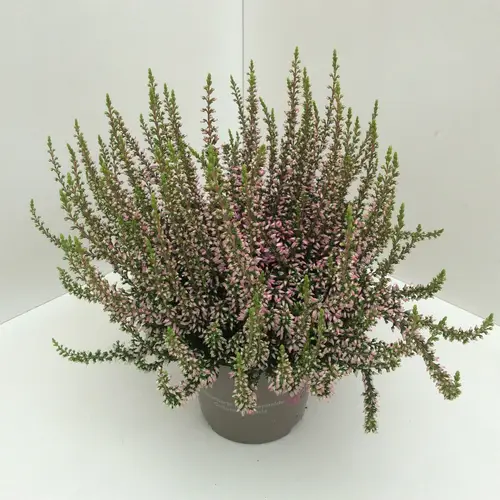 Calluna GG rosa T11 H020