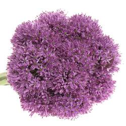 Allium lila Gladiator 90cm