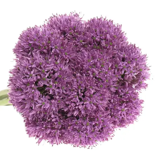 Allium lila Gladiator 90cm