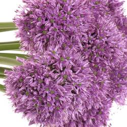 Allium lila Gladiator 90cm