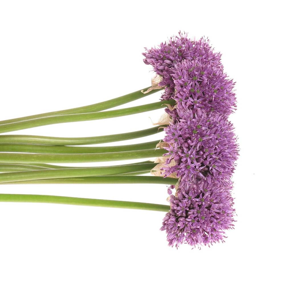 Allium lila Gladiator 90cm