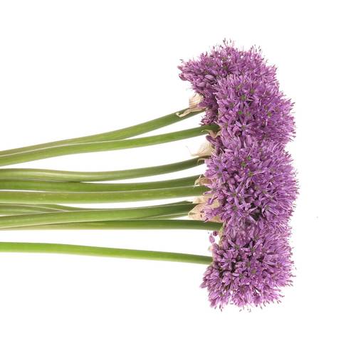 Allium lila Gladiator 90cm