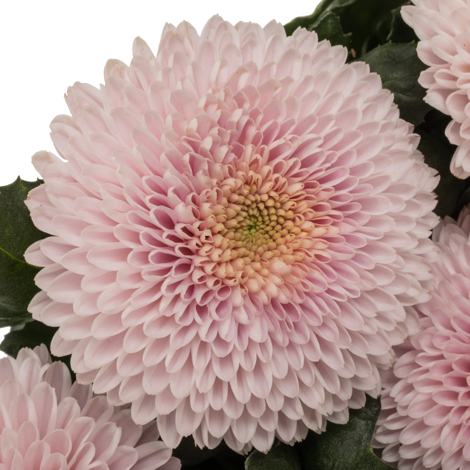 Chrys.Deko hell rosa Pompom Arcadia 105Gramm 70cm
