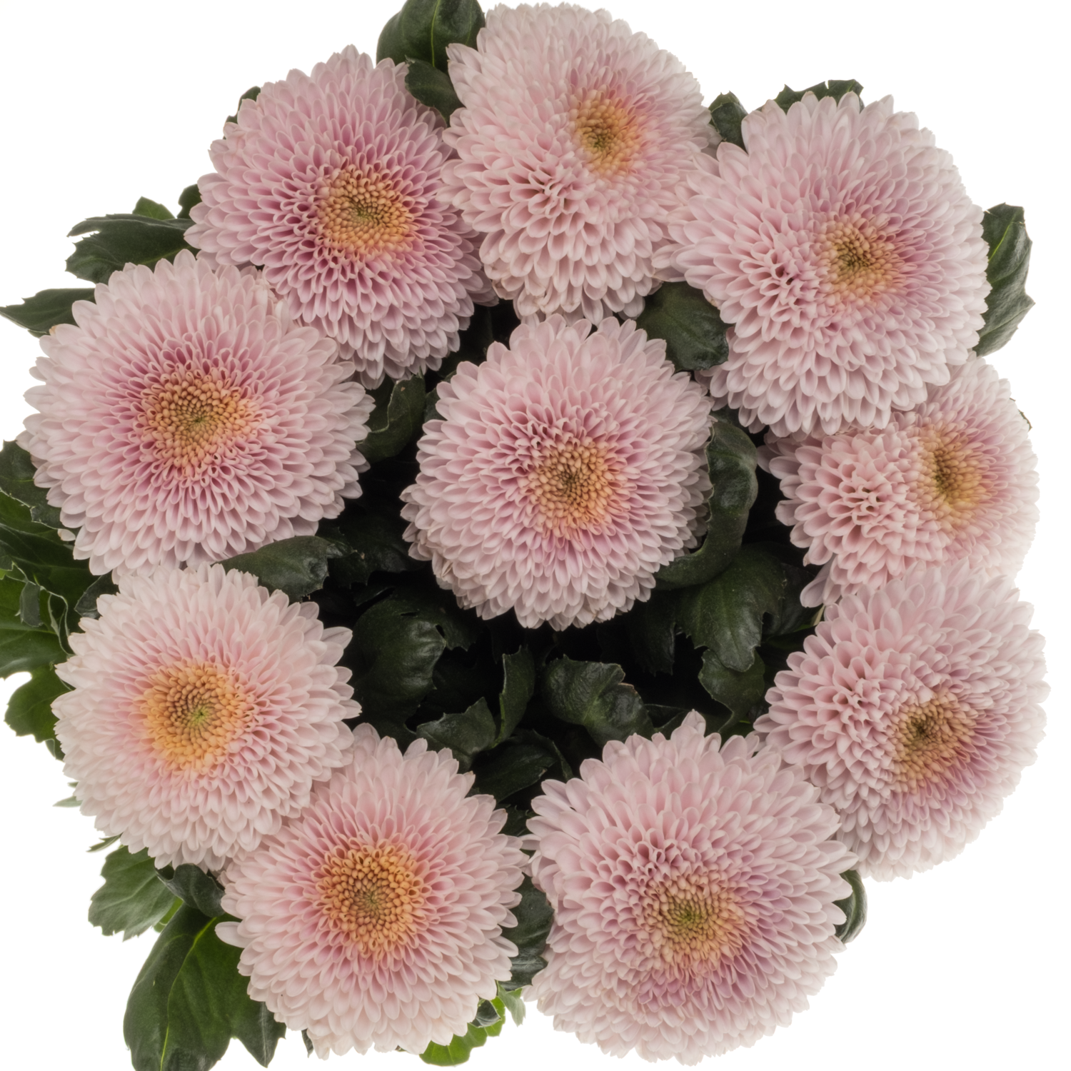 Chrys.Deko hell rosa Pompom Arcadia 105Gramm 70cm