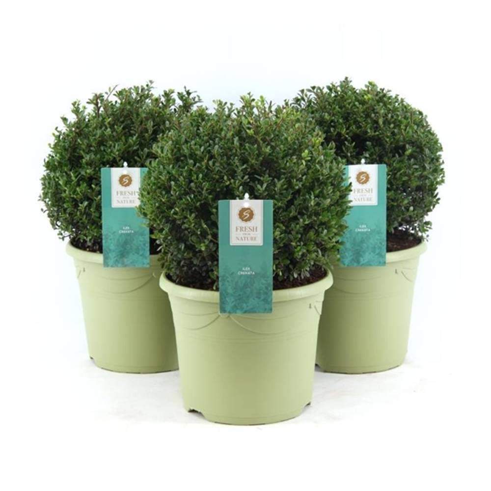 Ilex Cre Glory T26 H45 32 cm