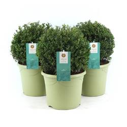 Ilex Cre Glory T26 H45 32 cm