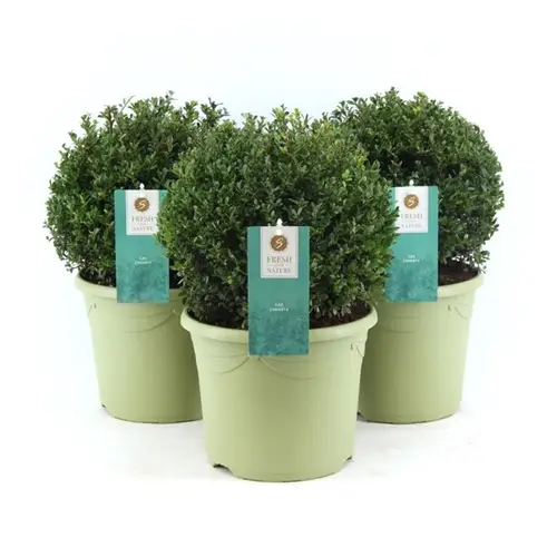 Ilex Cre Glory T26 H45 32 cm
