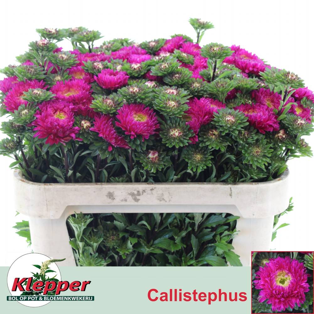 Astern fuchsia Azumi XL Pink 70cm