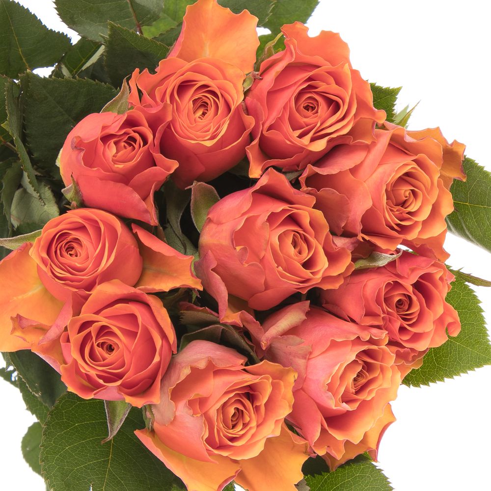 Rose orange Arancio 60cm