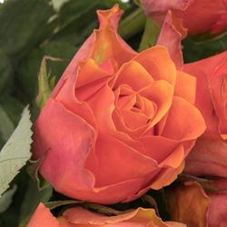 Rose orange Arancio 60cm