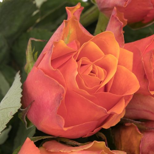 Rose orange Arancio 60cm