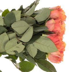 Rose orange Arancio 60cm