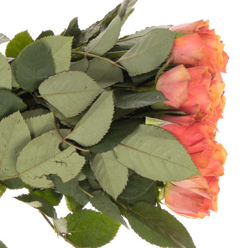 Rose orange Arancio 60cm