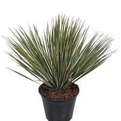 Yucca Rostrata T24 H065