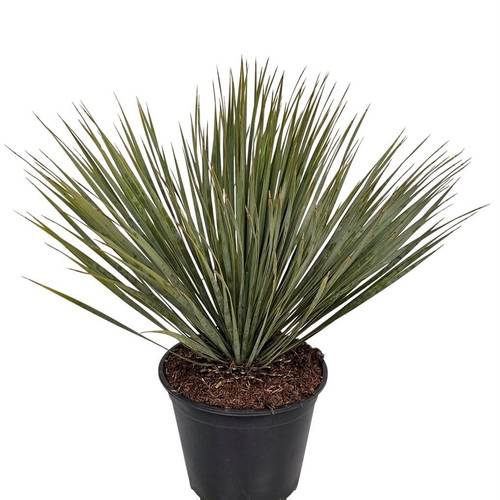 Yucca Rostrata T24 H065