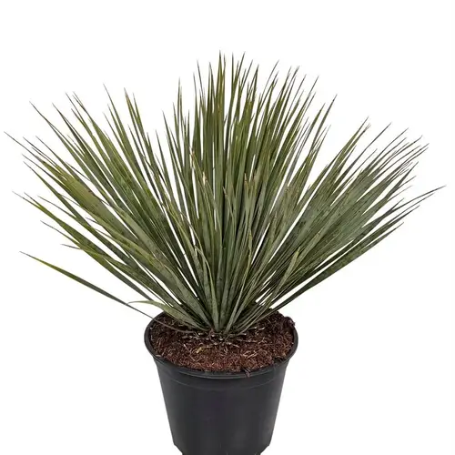 Yucca Rostrata T24 H065