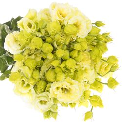 Lisianthus grün Lime Sweet gefärbt 5+Bl.70cm