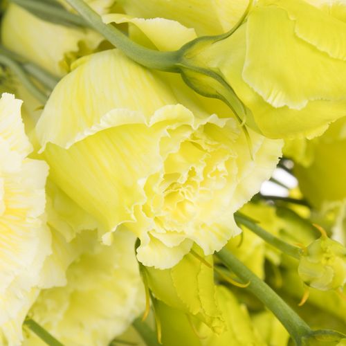 Lisianthus grün Lime Sweet gefärbt 5+Bl.70cm