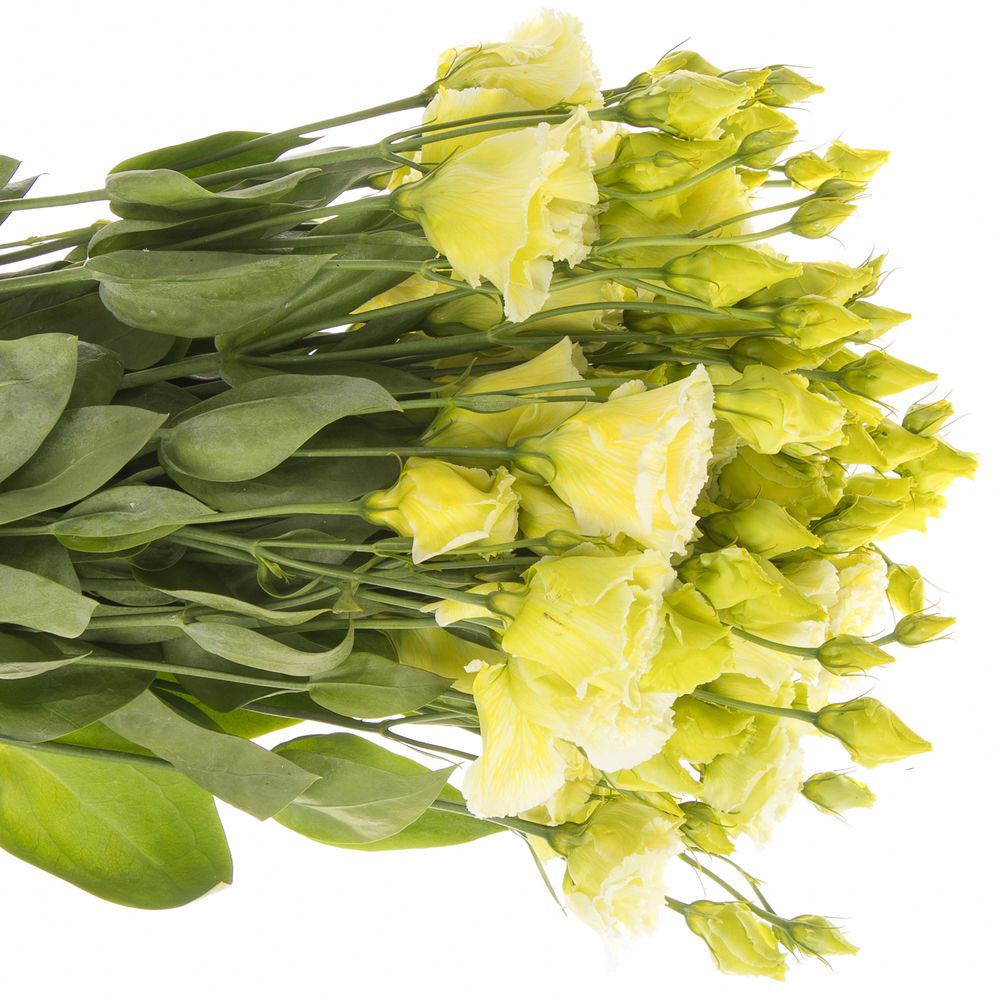 Lisianthus grün Lime Sweet gefärbt 5+Bl.70cm